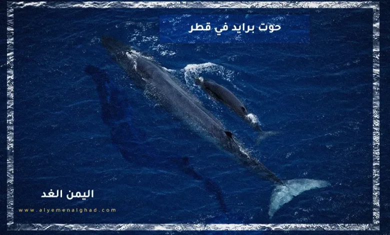 حوت برايد