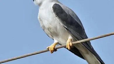 طائر الحدأه jpg | طائر الحدأة الذي كان سبب في حرائق أستراليا