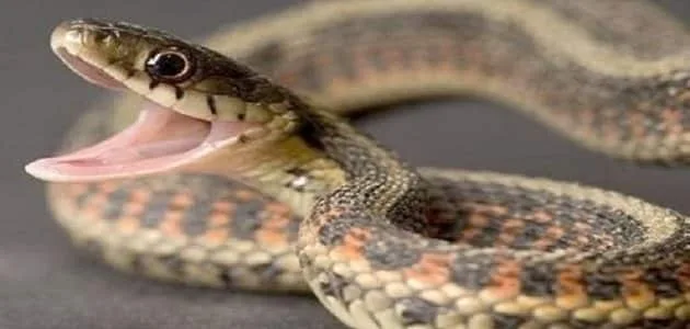 تفسير الهروب من الأفعى في المنام للحامل