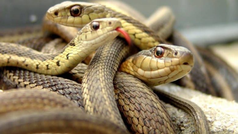 تفسير حلم الثعبان في المنام