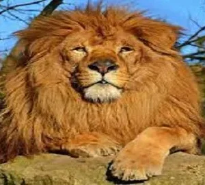 تفسير هجوم الاسد في المنام