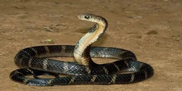 تفسير هروب الثعبان في الحلم