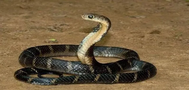 تفسير هروب الثعبان في الحلم