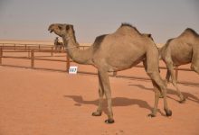 وش معنى دق وجل في الابل