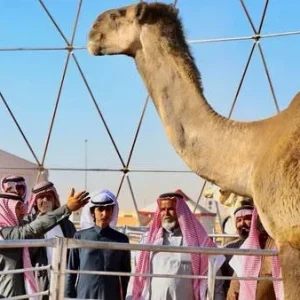 جائزة المركز الأول في مزاين الإبل 1443