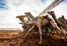 موعد نتائج مهرجان الملك عبدالعزيز لمزاين الإبل 1443