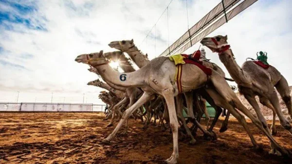 موعد نتائج مهرجان الملك عبدالعزيز لمزاين الإبل 1443