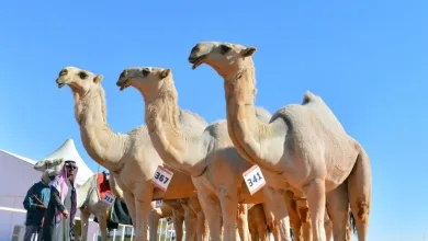 نتائج بن دغيثر والدبوس