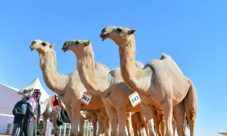 نتائج بن دغيثر والدبوس