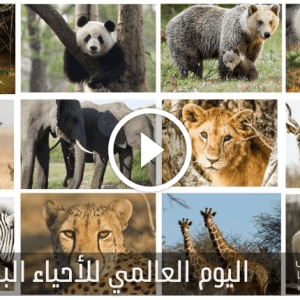 اليوم العالمي للأحياء البرية 2022؛ أهم المعلومات عنه ـ فهرس