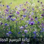 growing alfalfa