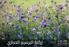 زراعة البرسيم الحجازي؛ طرق الزراعة والحصاد