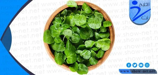 فوائد الجرجير للمتزوجين ومكوناته الغذائية 1 فوائد الجرجير للمتزوجين ومكوناته الغذائية