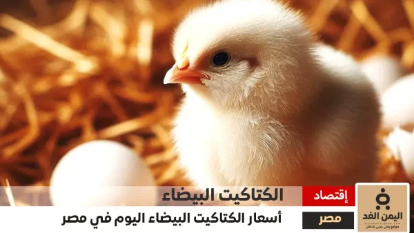 سعر الكتكوت الأبيض اليوم عمر يوم 18-11-2024 شهر نوفمبر في مصر اليوم