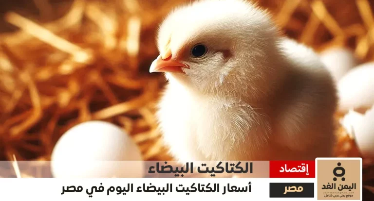 سعر الكتكوت الأبيض اليوم عمر يوم