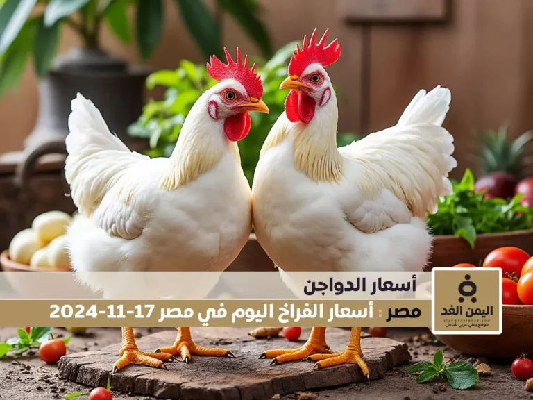 أسعار الفراخ البيضاء اليوم في مصر 17-11-2024