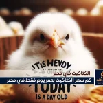 alyemenalghad.com كتاكيت