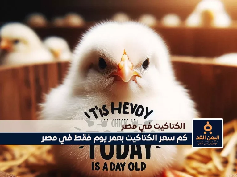 الكتكوت الأبيض اليوم عمر يوم