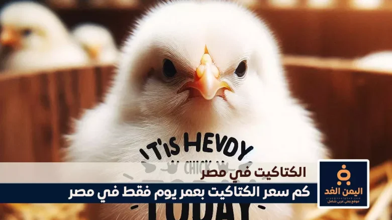 الكتكوت الأبيض اليوم عمر يوم