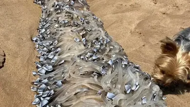 مخلوق في سواحل استراليها