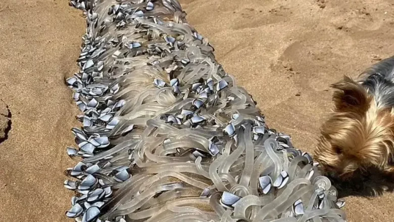 مخلوق في سواحل استراليها