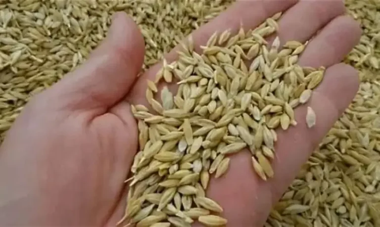 أسعار الأرز الشعير في الأسواق المصرية اليوم