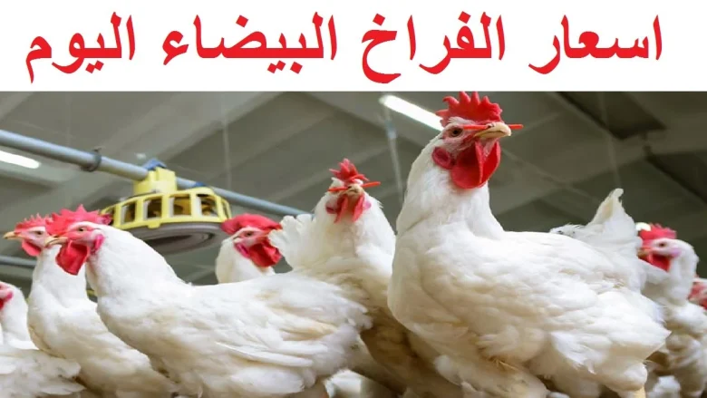 أسعار الدواحن اليوم