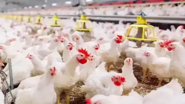 أسعار الفراخ