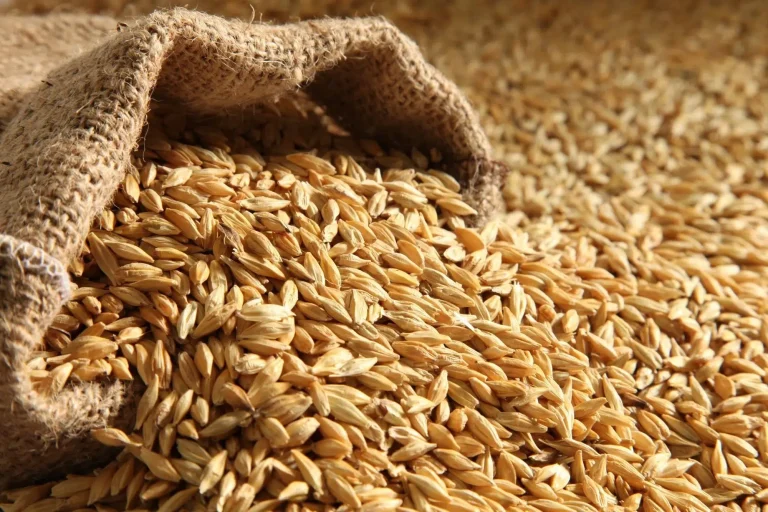 سعر طن الارز الشعير اليوم
