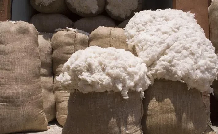 سعر قنطار القطن اليوم