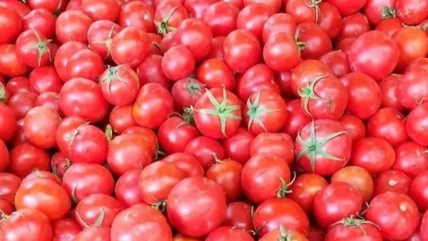 سعر كيلو الطماطم