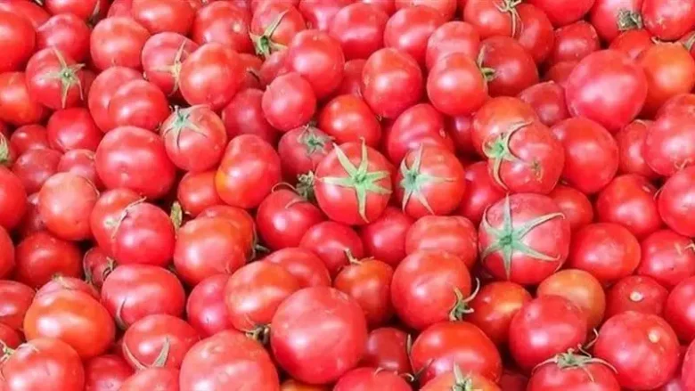 سعر كيلو الطماطم