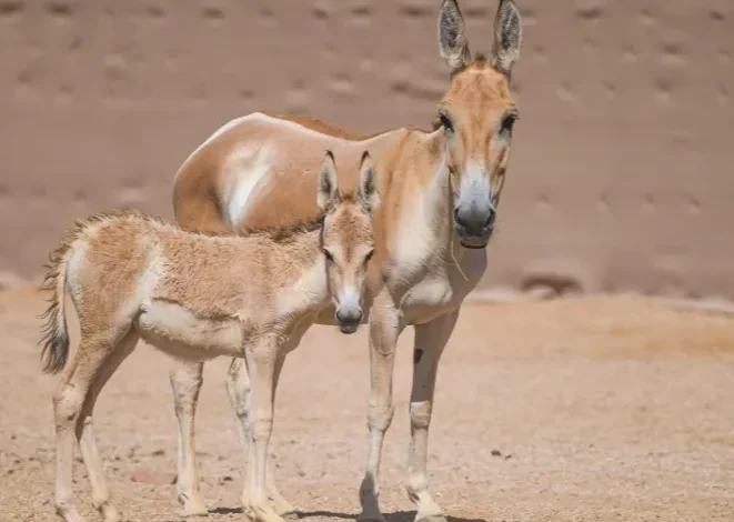 الحمار البري يعود إلى محمية سعودية