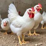 أسعار الدواجن اليوم 6 12 2024
