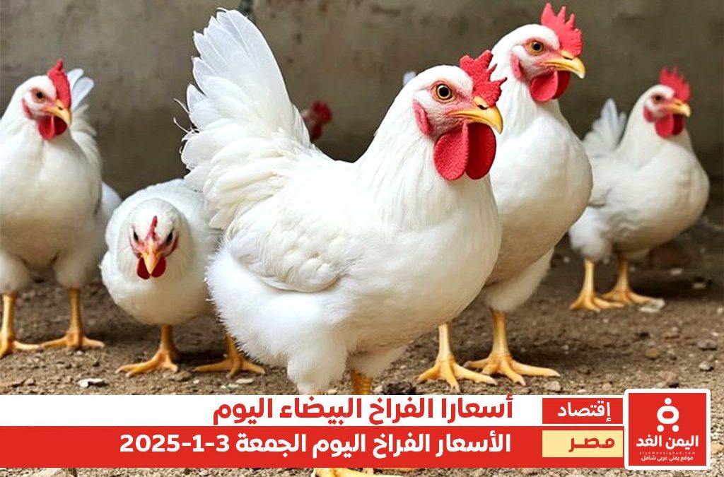 أسعار الفراخ البيضاء في مصر 3 يناير 2025
