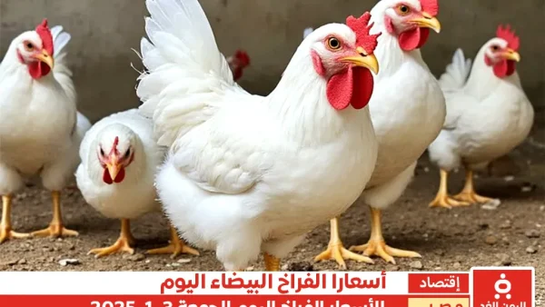 أسعار الفراخ البيضاء في مصر 3 يناير 2025 اليوم الجمعة البلدي والأمهات