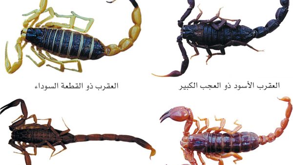 مفاجأة العقرب القرين وقصة وفاة عساف نجل يوشا عبدالعزيز